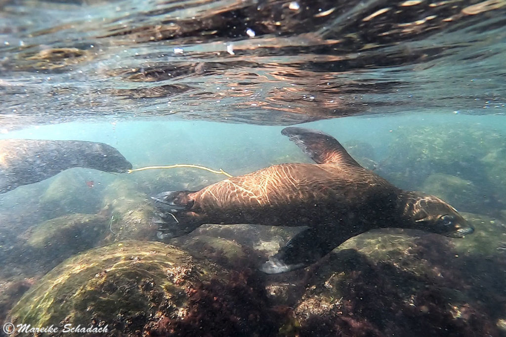 Schnorcheln mit Seelöwen in La Jolla Cove