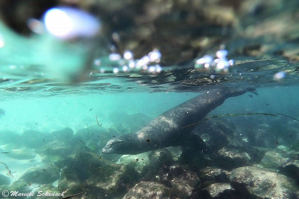 Seelöwen von La Jolla - Tipps fürs Beobachten und Schnorcheln