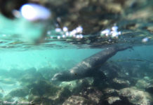 Seelöwen von La Jolla – Tipps fürs Beobachten und Schnorcheln Seelöwen von La Jolla - Tipps fürs Beobachten und Schnorcheln