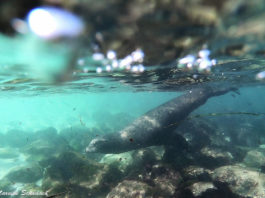 Seelöwen von La Jolla - Tipps fürs Beobachten und Schnorcheln