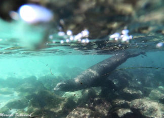 Seelöwen von La Jolla – Tipps fürs Beobachten und Schnorcheln Seelöwen von La Jolla - Tipps fürs Beobachten und Schnorcheln