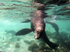 Fototipps für eure Unterwasser- Bilder von den La Jolla Seelöwen