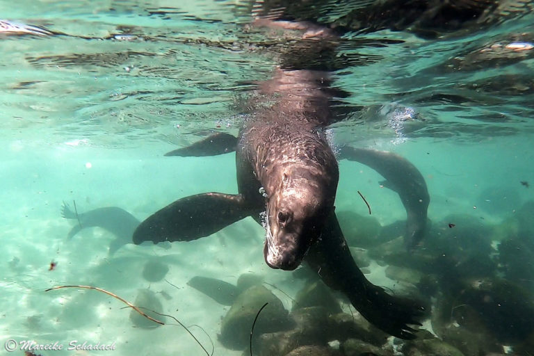Fototipps für eure Unterwasser- Bilder von den La Jolla Seelöwen