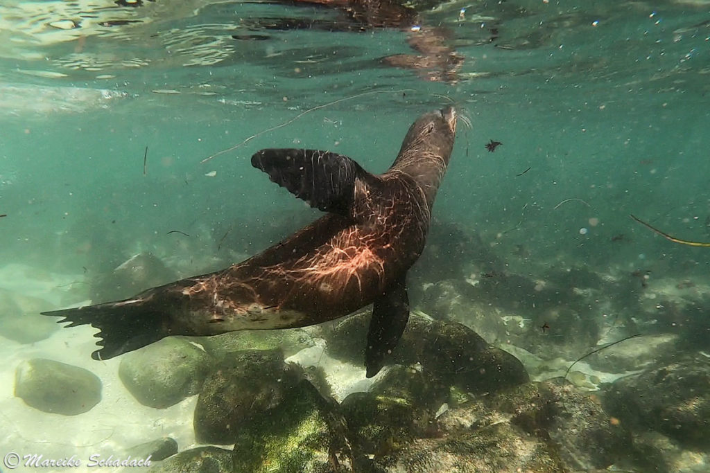 Schnorcheln mit Seelöwen in La Jolla