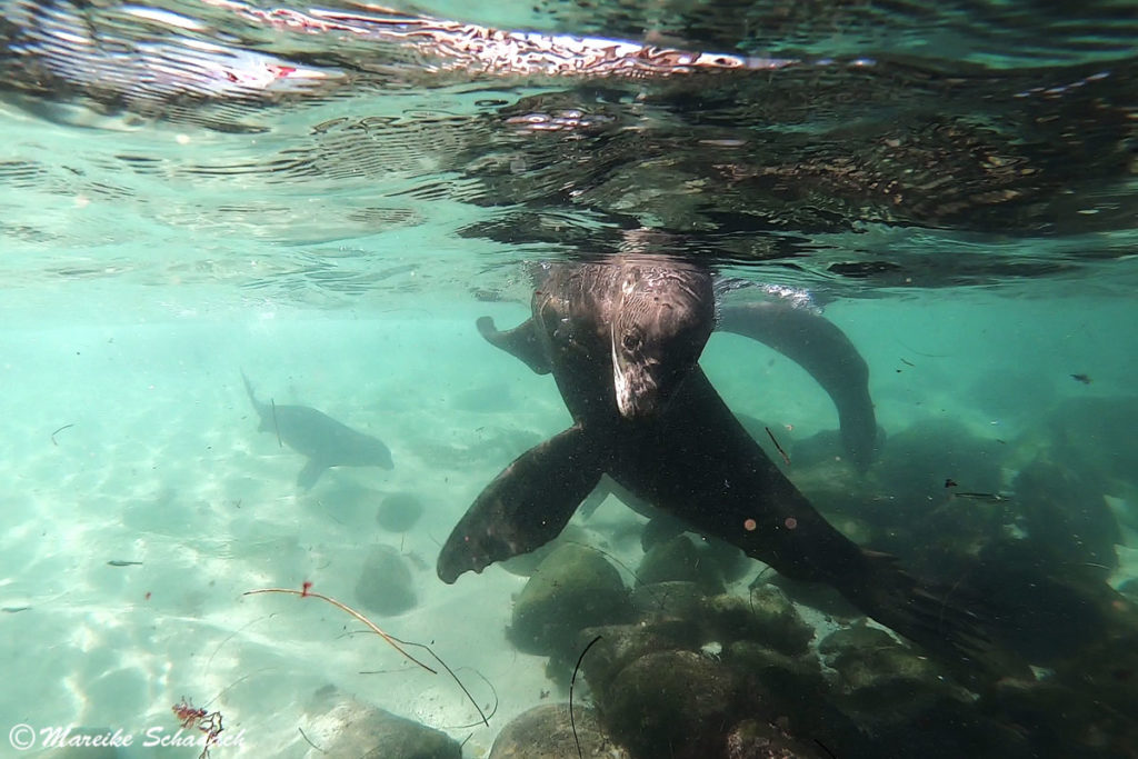 Seelöwen in La Jolla Fototipps für Unterwasserbilder