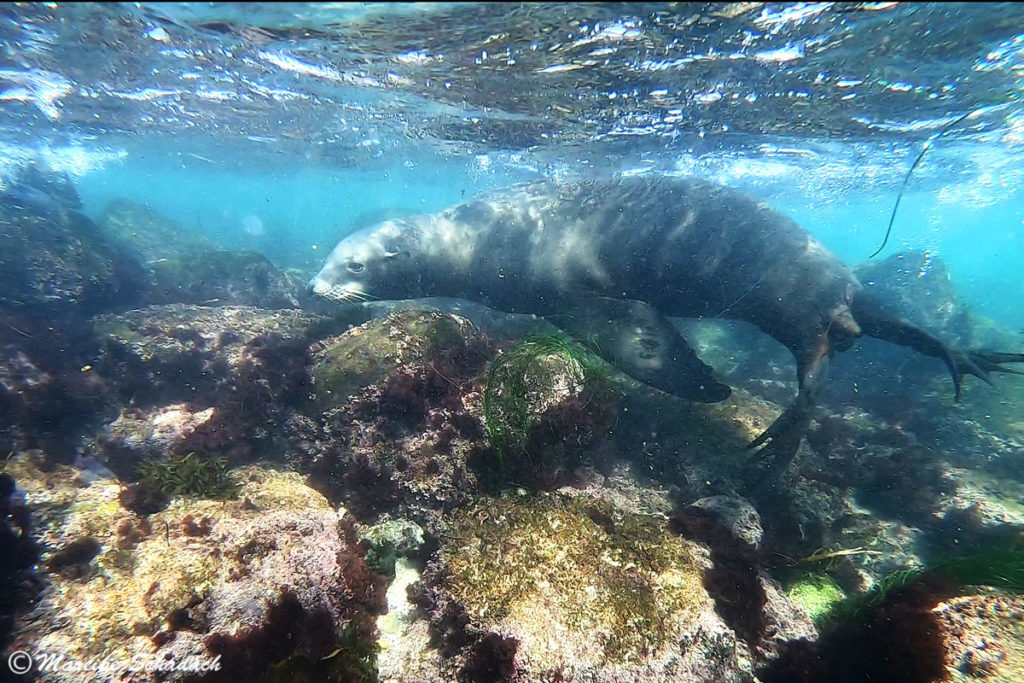 Seelöwe in der La Jolla Cove