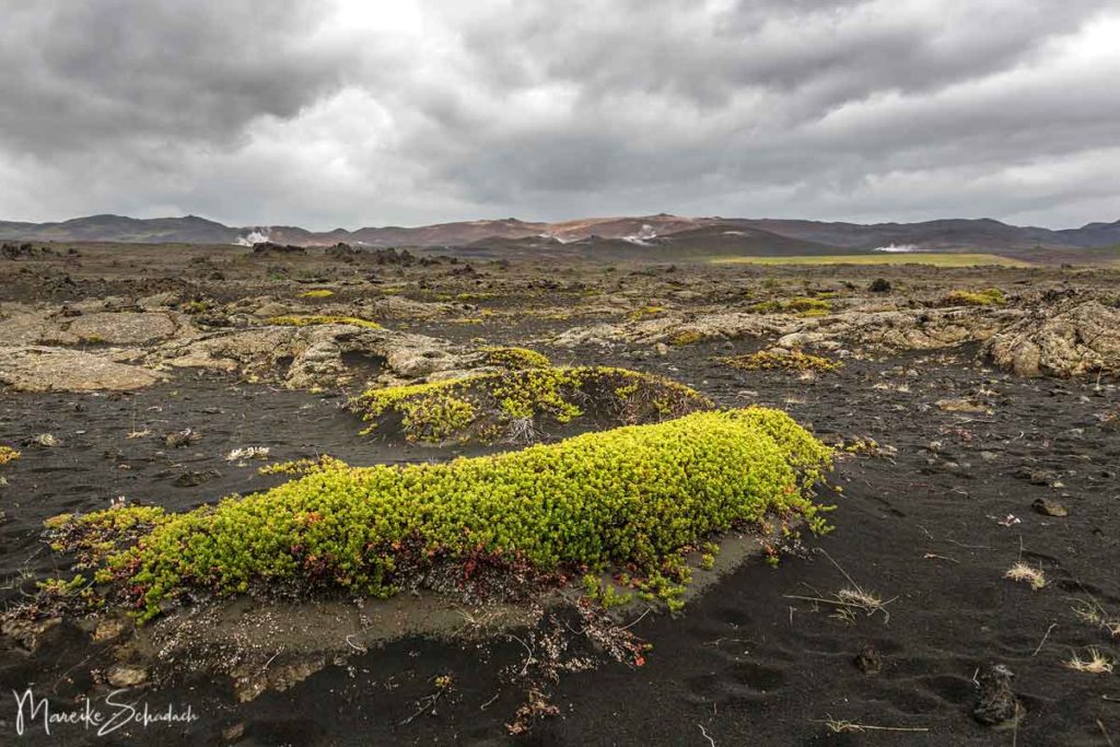 Wandern über das Lavafeld Vogahraun am Ostufer des Mývatn