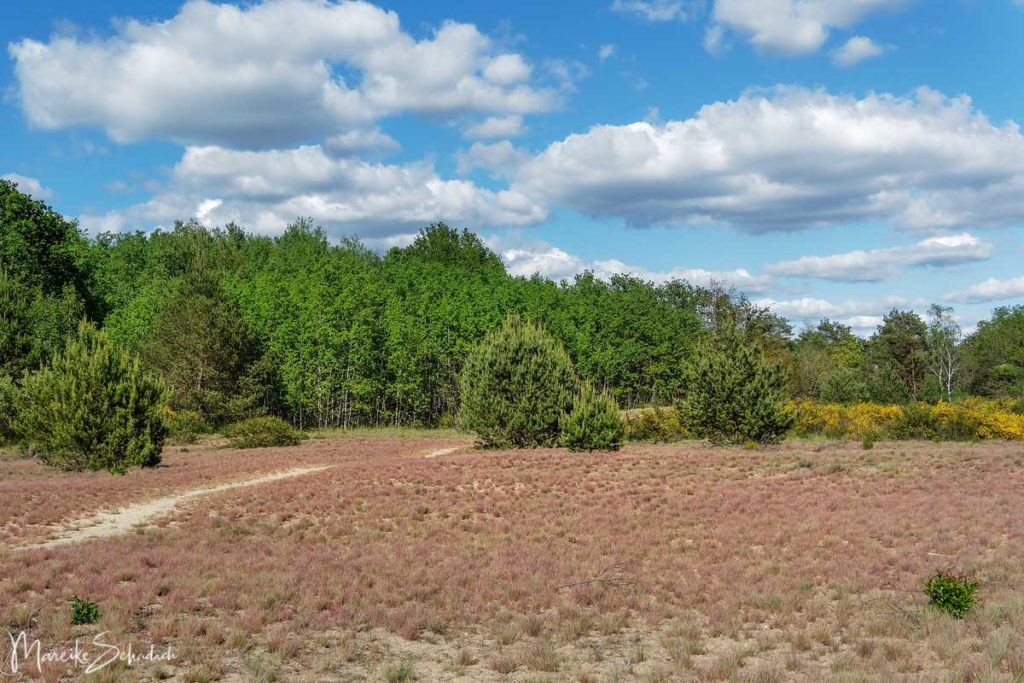 Döberitzer Heide – Ausflug zum alten Truppenübungsplatz bei Berlin