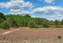 Döberitzer Heide - Trip to the old Military Training Area near Berlin Döberitzer Heide – Ausflug zum alten Truppenübungsplatz bei Berlin