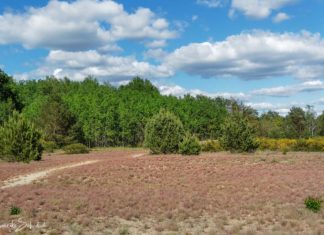 Döberitzer Heide - Trip to the old Military Training Area near Berlin Döberitzer Heide – Ausflug zum alten Truppenübungsplatz bei Berlin