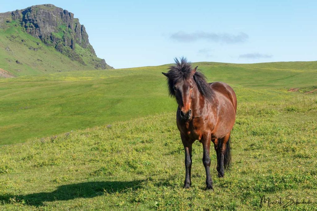 Islandpferd reiten auf Island