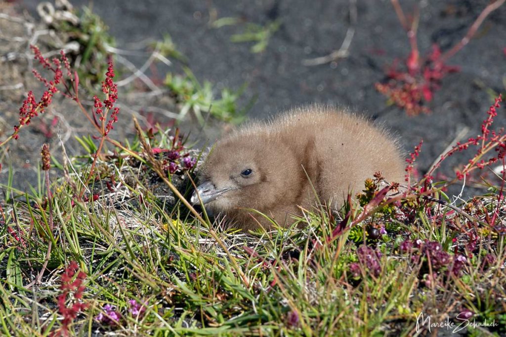 Skua Küken bei Ingólfshöfði - Island