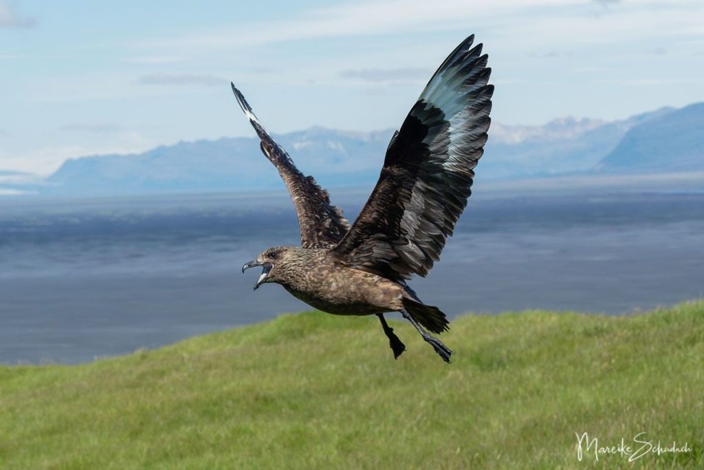 Skua bei Ingólfshöfði - Island