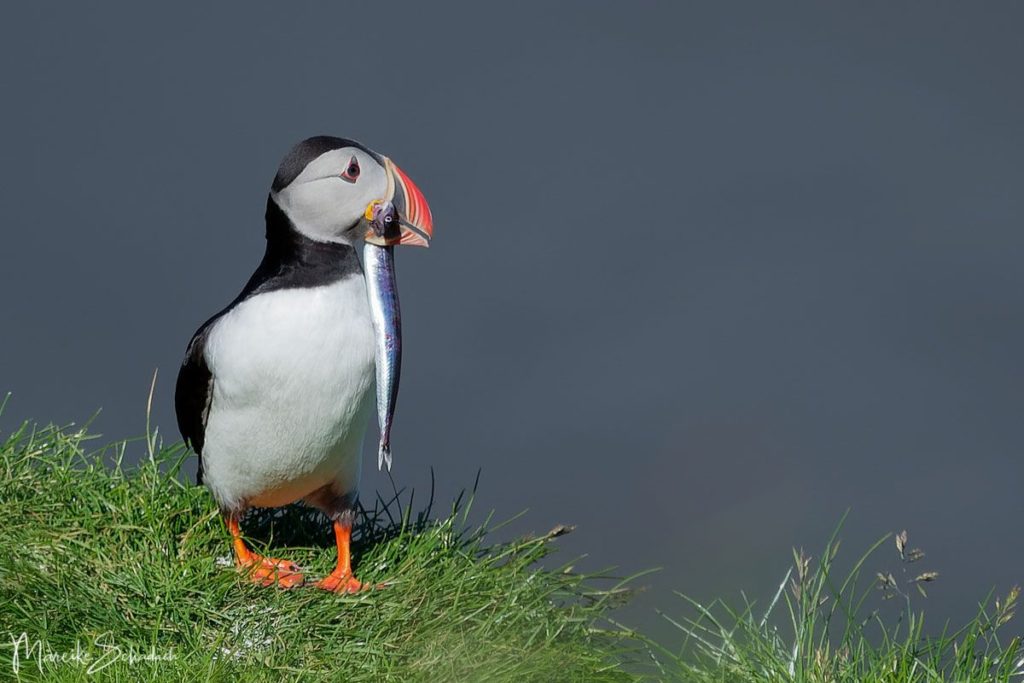 Puffin (Papageientaucher) mit Sandaal bei Ingólfshöfði - Island