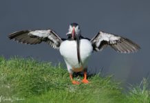 With Tractor and Hay Cart to the Puffins of Ingólfshöfði Mit Traktor und Heuwagen zu den Puffins von Ingólfshöfði