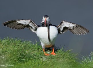 With Tractor and Hay Cart to the Puffins of Ingólfshöfði Mit Traktor und Heuwagen zu den Puffins von Ingólfshöfði