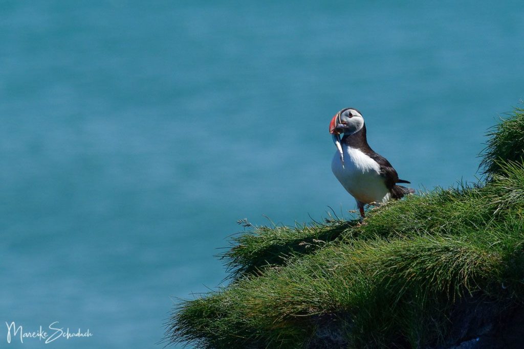 Puffin (Papageientaucher) mit Sandaal bei Ingólfshöfði - Island