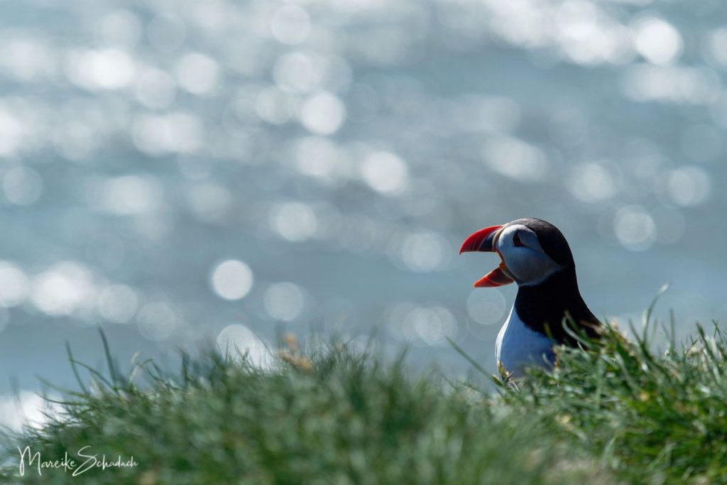 Puffin (Papageientaucher) bei Ingólfshöfði - Island