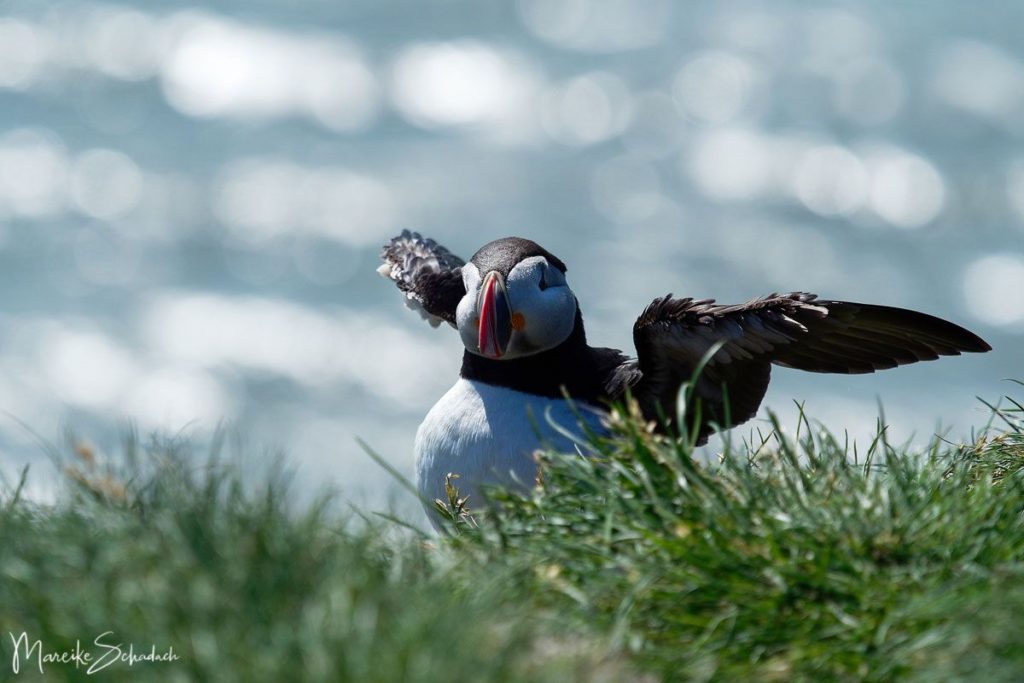 Puffin (Papageientaucher) bei Ingólfshöfði - Island