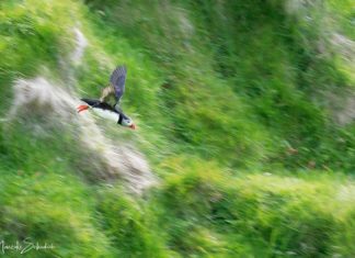 Lieblinge der Westmännerinseln – so seht ihr Puffins Puffins beobachten Westmännerinseln - Wann & Wo?