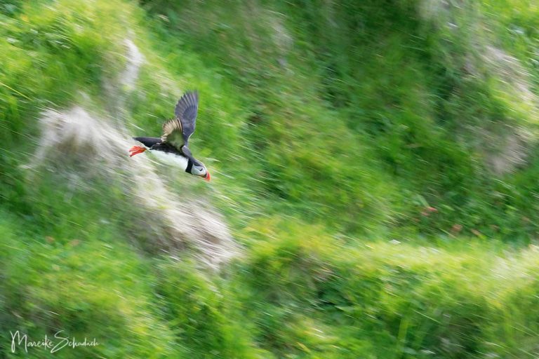 Puffins beobachten Westmännerinseln - Wann & Wo?