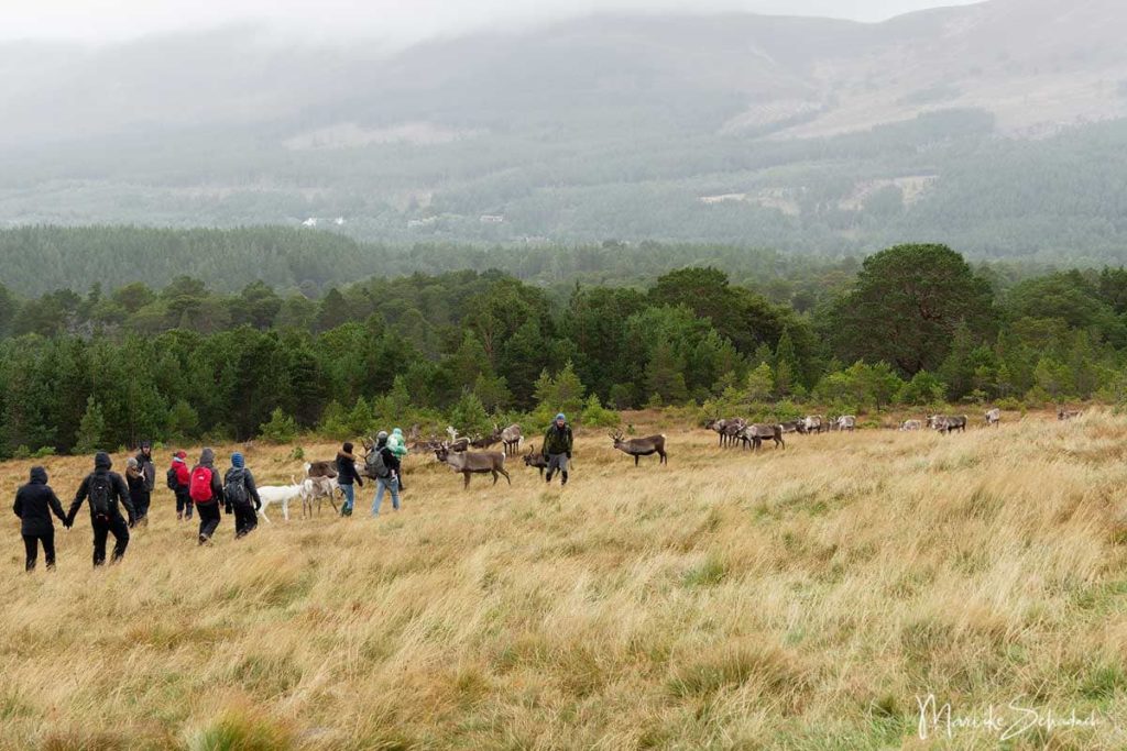Rentiere der Cairngorms in Schottland - Reindeer Scotland