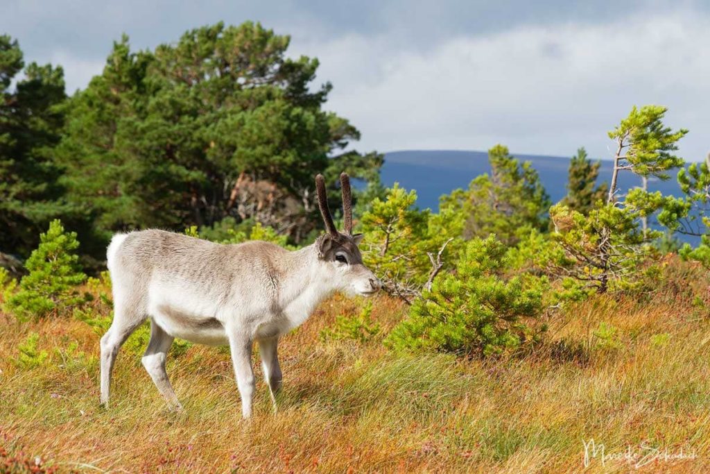 Rentiere der Cairngorms in Schottland  - Reindeer Scotland