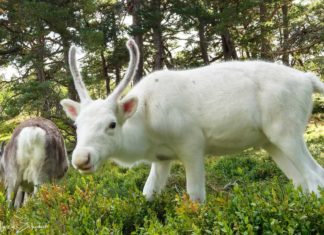 Wildlife in Schottland – die Rentiere der Cairngorms Wildlife in Schottland - die Rentiere der Cairngorms