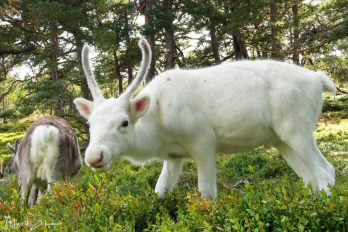 rentiere-cairngorms-schottland_30 Wildlife in Schottland - die Rentiere der Cairngorms