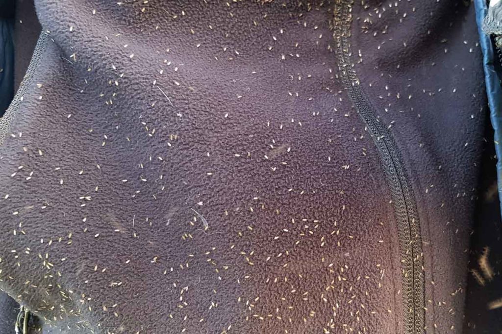 Midges in Schottland - Mücken auf einem schwarzen Pullover