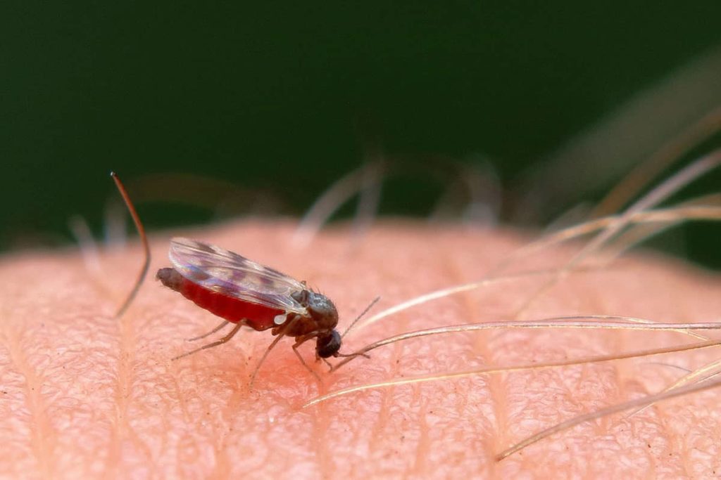 Midges in Schottland - Mücken auf der Haut