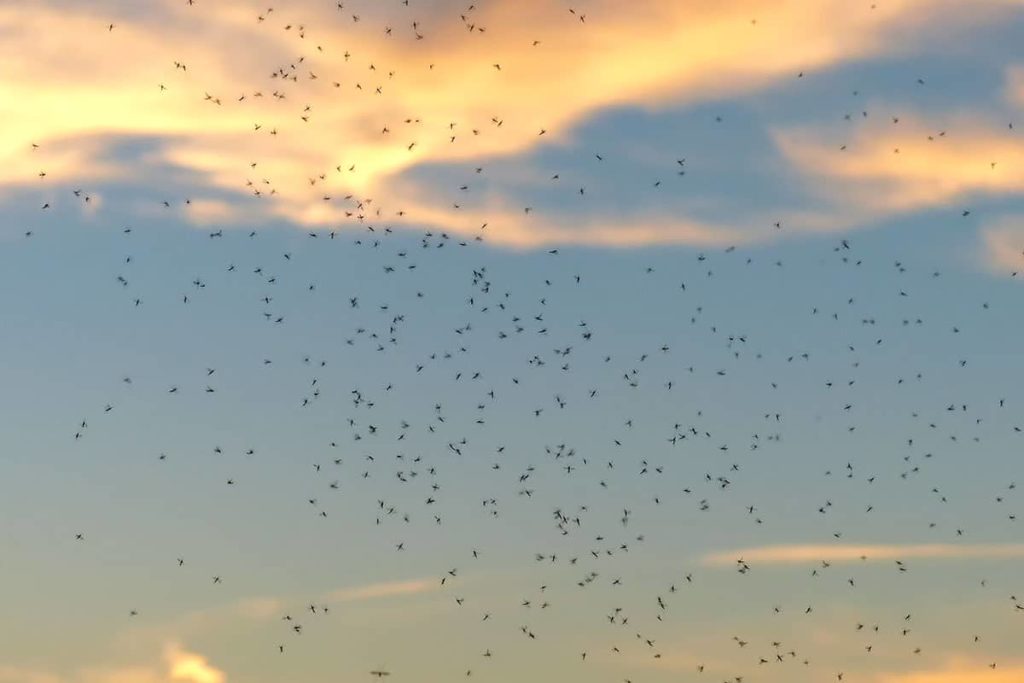 Midges in Schottland - Wann? Wo? Was hilft?