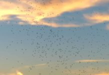Midges in Schottland – Wann? Wo? Was hilft? Midges in Schottland - Wann? Wo? Was hilft?