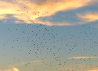 Midges in Scotland - When? Where? What helps? Midges in Schottland - Wann? Wo? Was hilft?