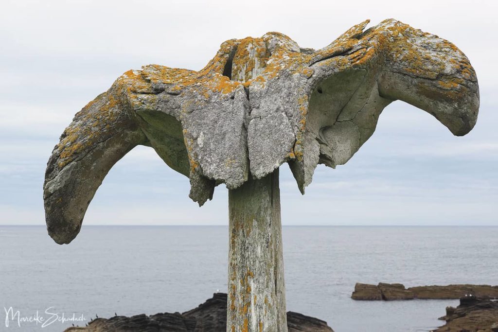 Whalebone an der Küste von Birsay - Orkneys