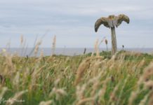 Mysterious Whalebone Sculpture of the Orkneys Rätselhafte Whalebone-Skulptur der Orkneys