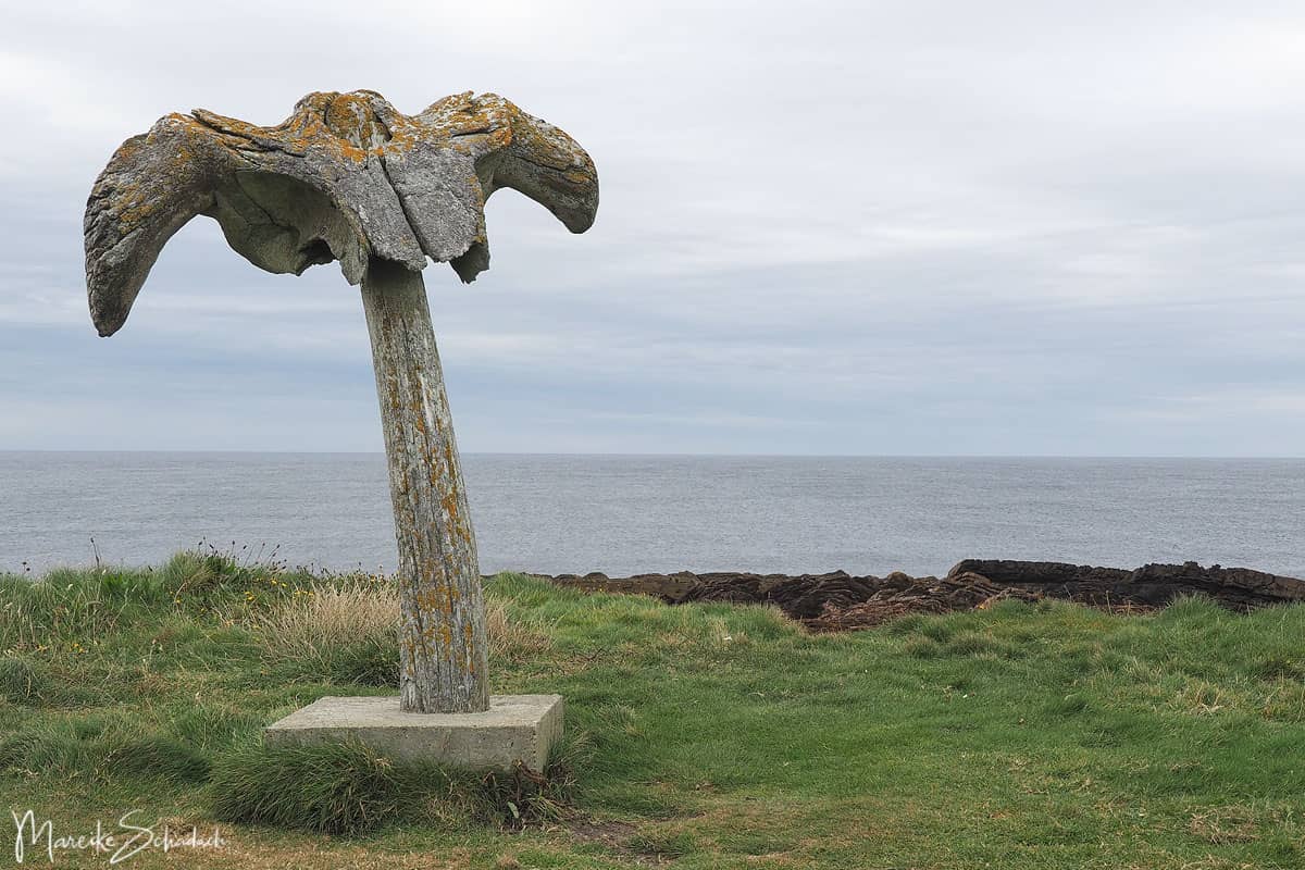 The mystery of the Birsay whalebone
