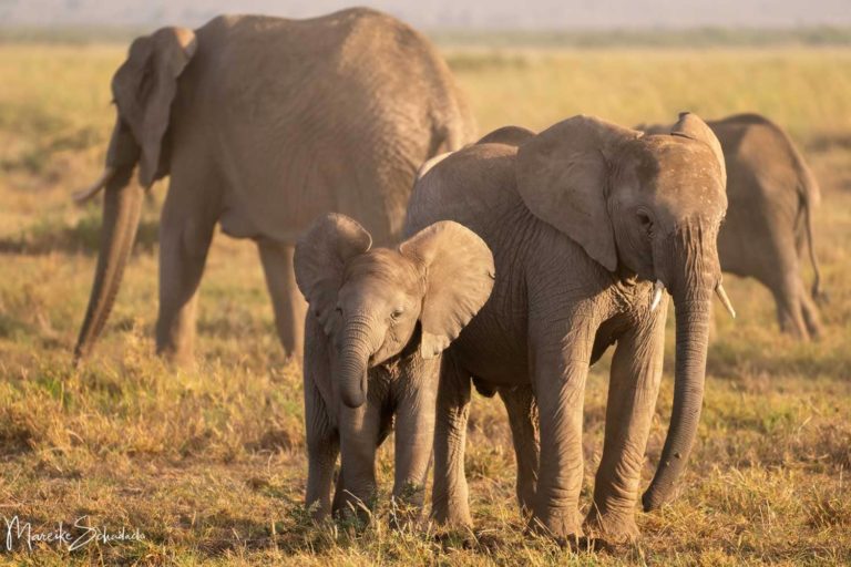 Amboseli Nationalpark - Safari mit Elefantengarantie