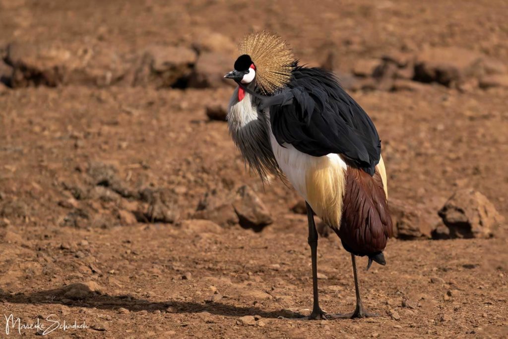 Südafrika-Kronenkranich im Amboseli Nationalpark