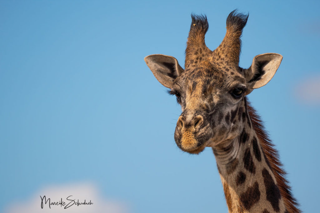 Amboseli Giraffe