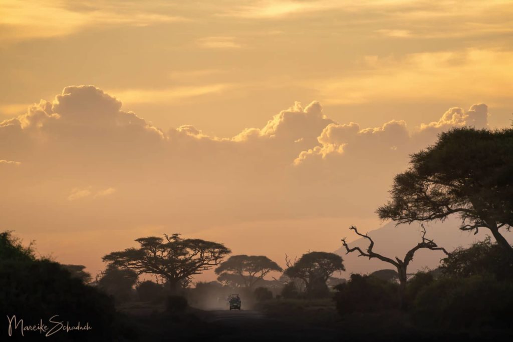Safari im Amboseli Nationalpark, Kenia