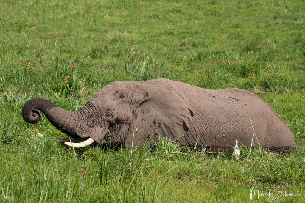 Elefant bei einer Safari  im Amboseli Park