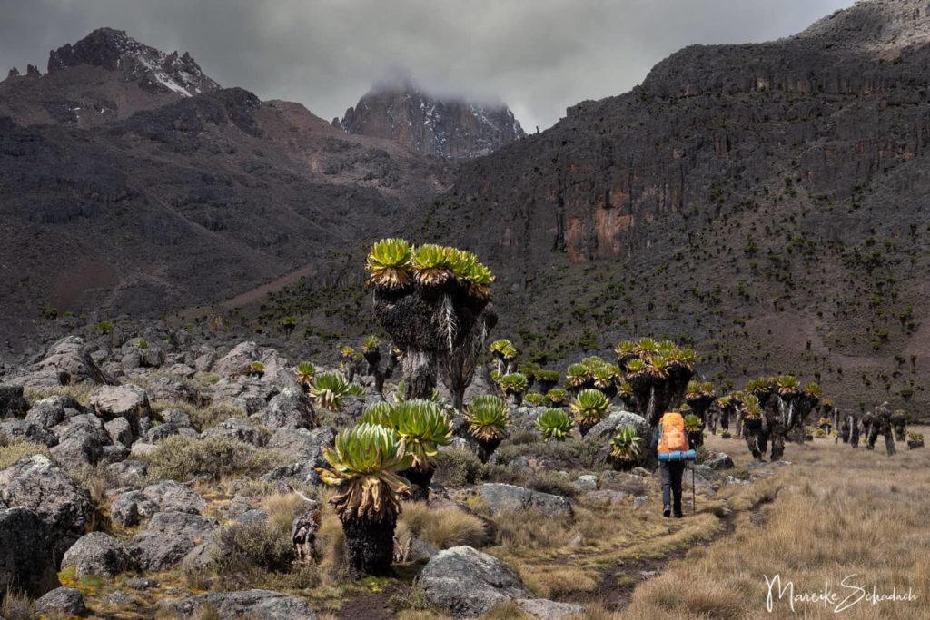 Besteigung des Point Lenana, Mount Kenya