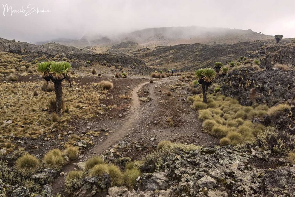 Mount Kenya - Chogoria-Sirimon Route zum Point Lenana 