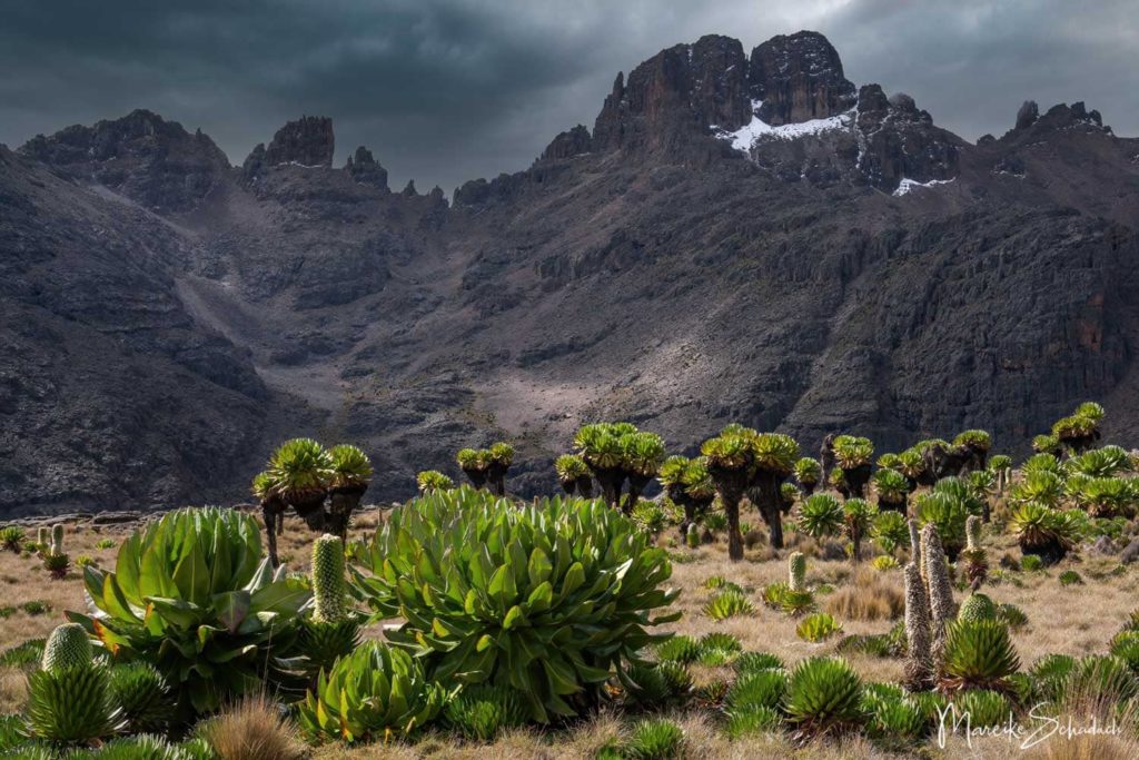 Mount Kenya Lenana - Route Chogoria-Sirimon