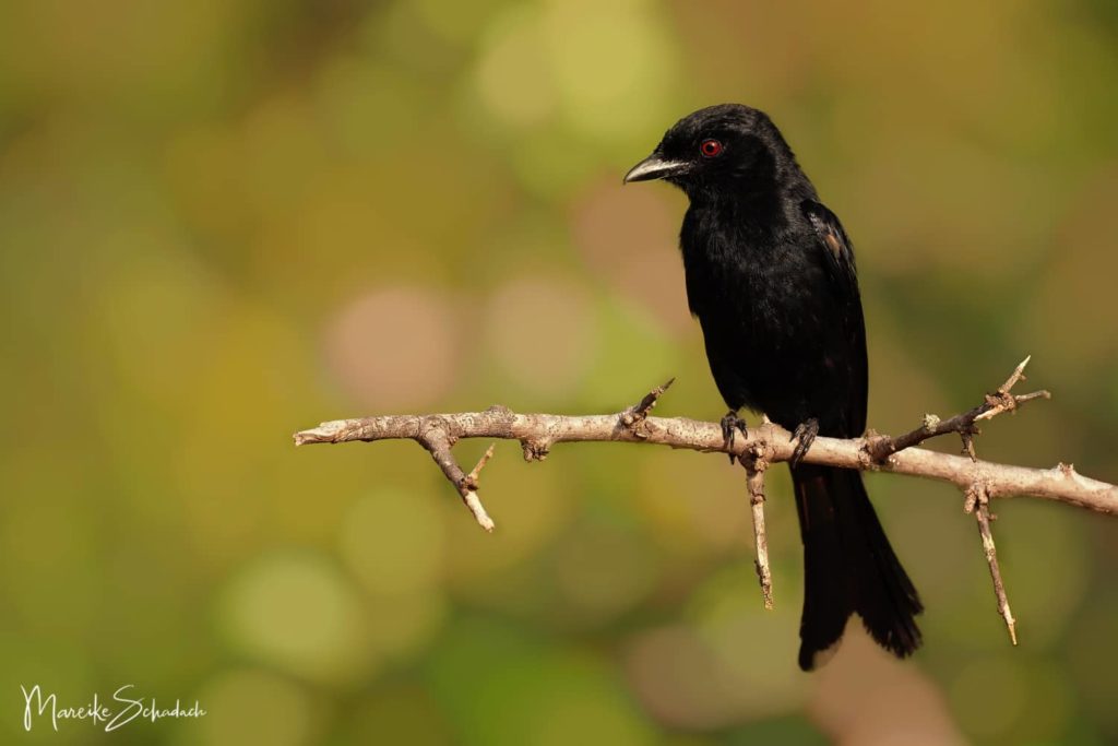 Black Flycatcher - Swainsonschnäpper im Tsavo Nationalpark Kenia