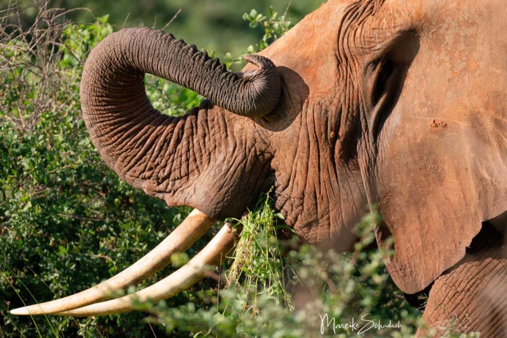 Rote Elefanten im Tsavo Nationalpark Kenia