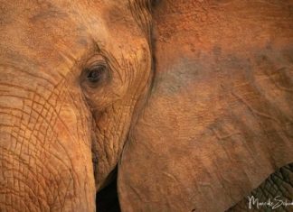 Tsavo National Park - the Realm of the Red Elephants Tsavo Nationalpark - das Reich der Roten Elefanten