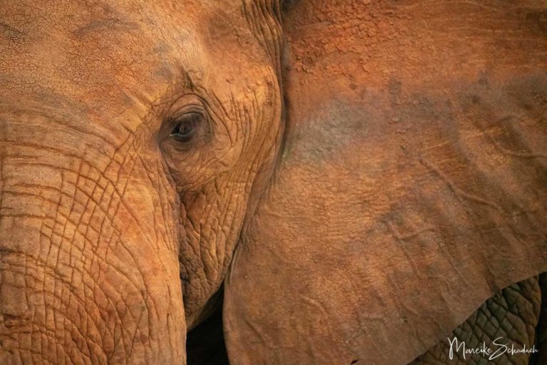 Tsavo Nationalpark - das Reich der Roten Elefanten