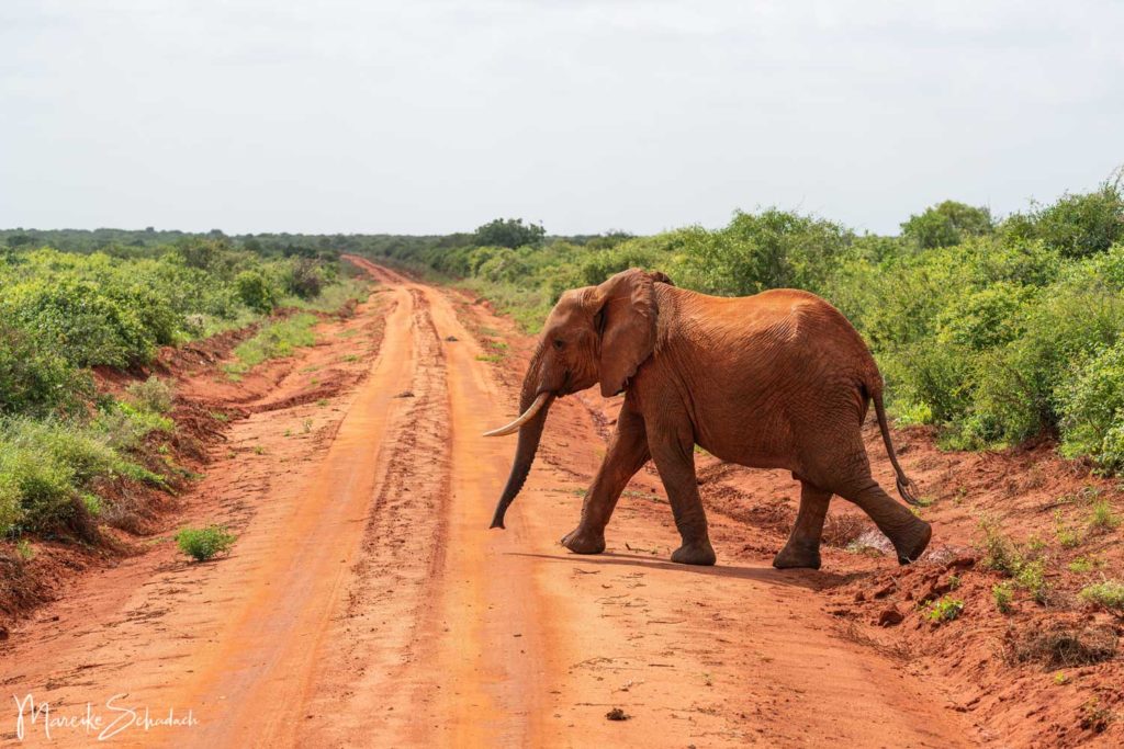 Rote Elefanten im Tsavo Nationalpark Kenia